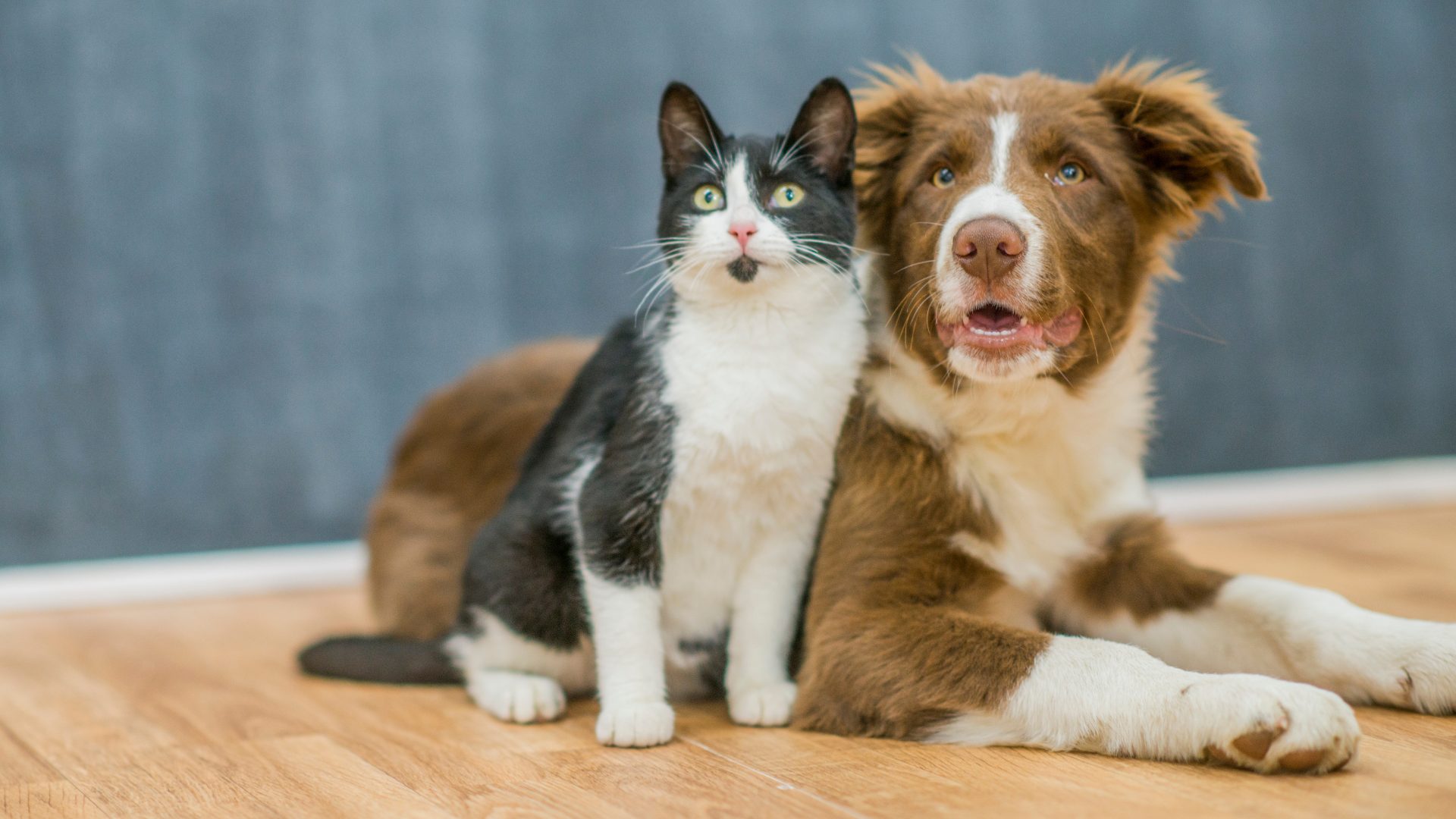 Kot i pies, pacjenci przychodni Animals Service